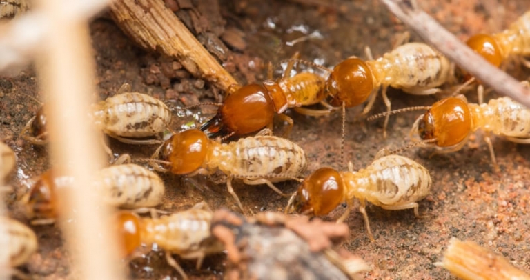 How Much Does A Termite Treatment Costs Pro Termites