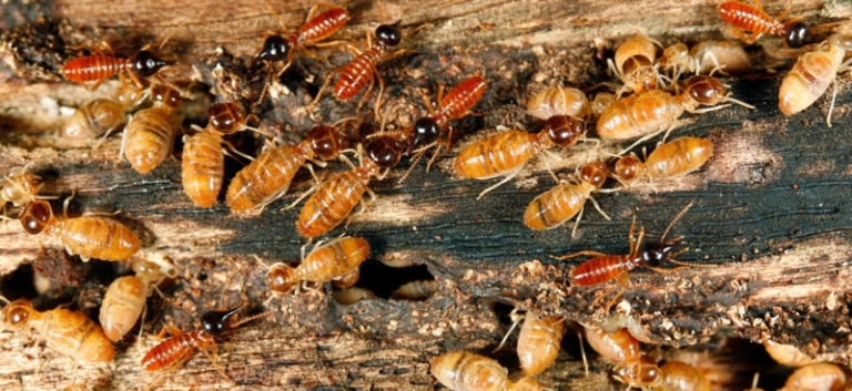 Types of Termites: Primary Types of Australian Termites - Termite ...