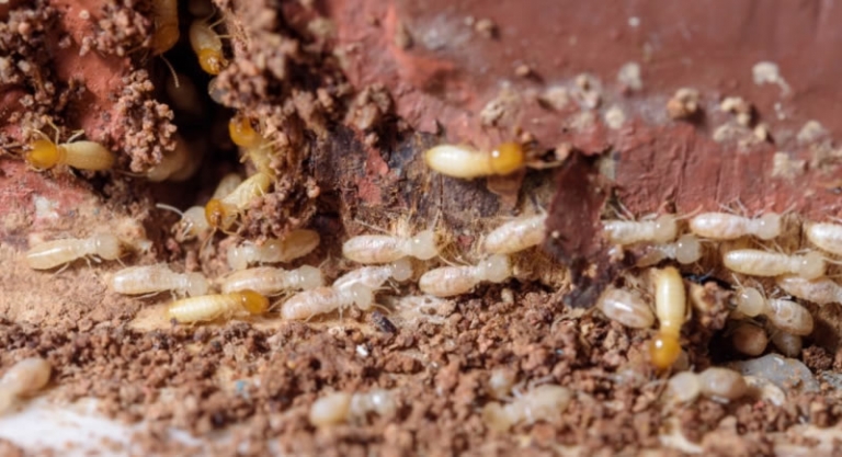 Types of Termites: Primary Types of Australian Termites - Termite ...