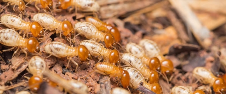 What Are Termites - Termite Control Brisbane | Pro Termites