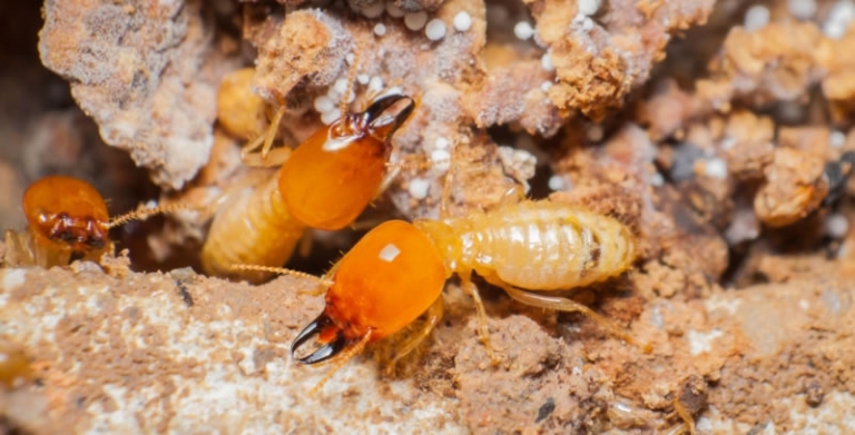 What Is The Best Termite Treatment? - Termite Control Brisbane | Pro ...