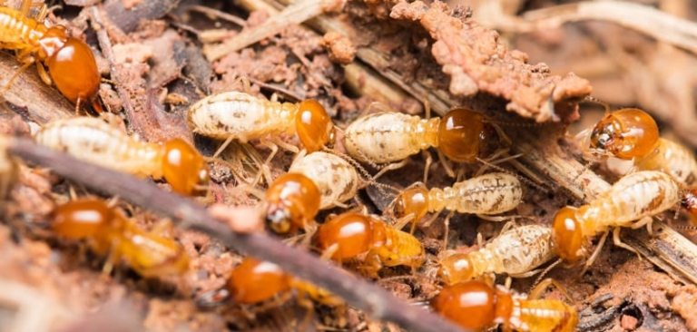 Types of Termites: Primary Types of Australian Termites - Termite ...