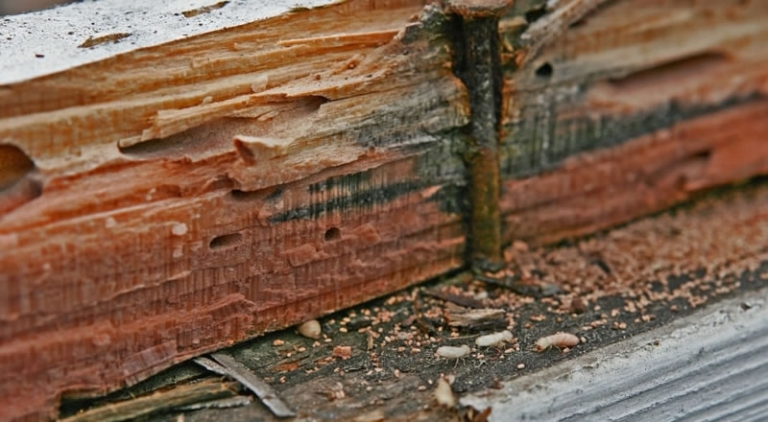 Is Termite Damage Covered By Homeowners Insurance?