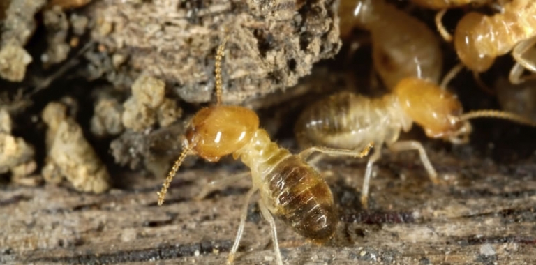 What Are Termites - Termite Control Brisbane | Pro Termites