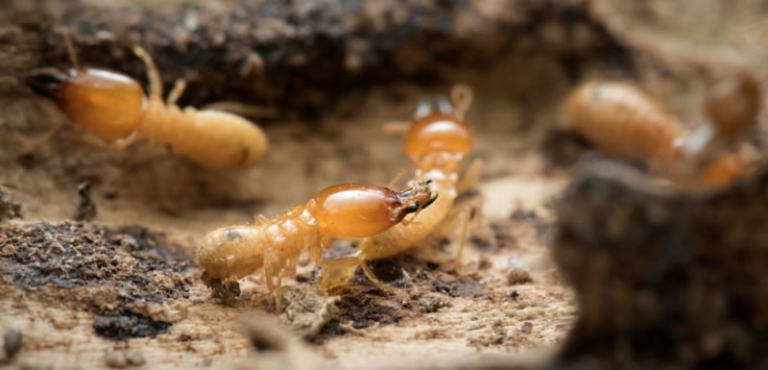 Termites 768x370 